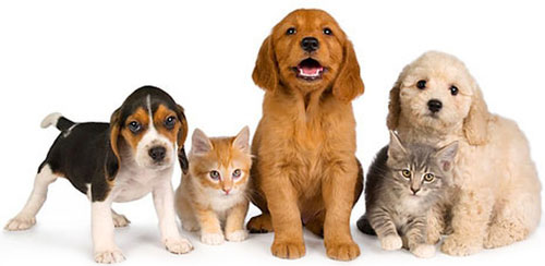 VetCli -  program za veterinarske klinike i ambulante
